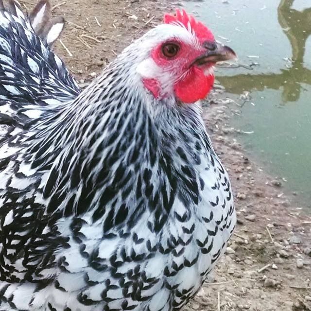 Readers show their chickens